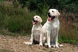LABRADOR 1244